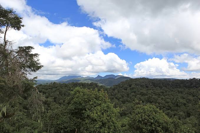 Sud-Kivu : Un éco-garde tué dans des échanges de tirs au Parc National de Kahuzi-Biega